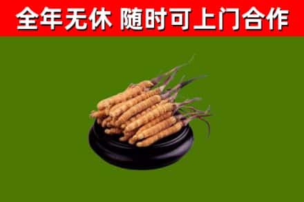 钦北烟酒回收冬虫夏草.jpg